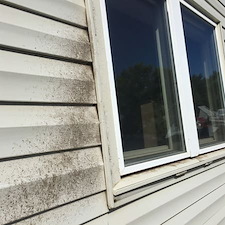 Shotgun Fungus: What Those Tiny Black Specks on Your Home Mean & How to Keep Them from Getting Worse